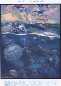 Leven in de open zee, illustratie uit 